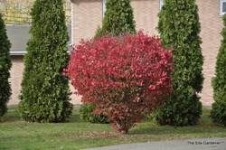 Euonymus alatus 'Compacta' — photo 2